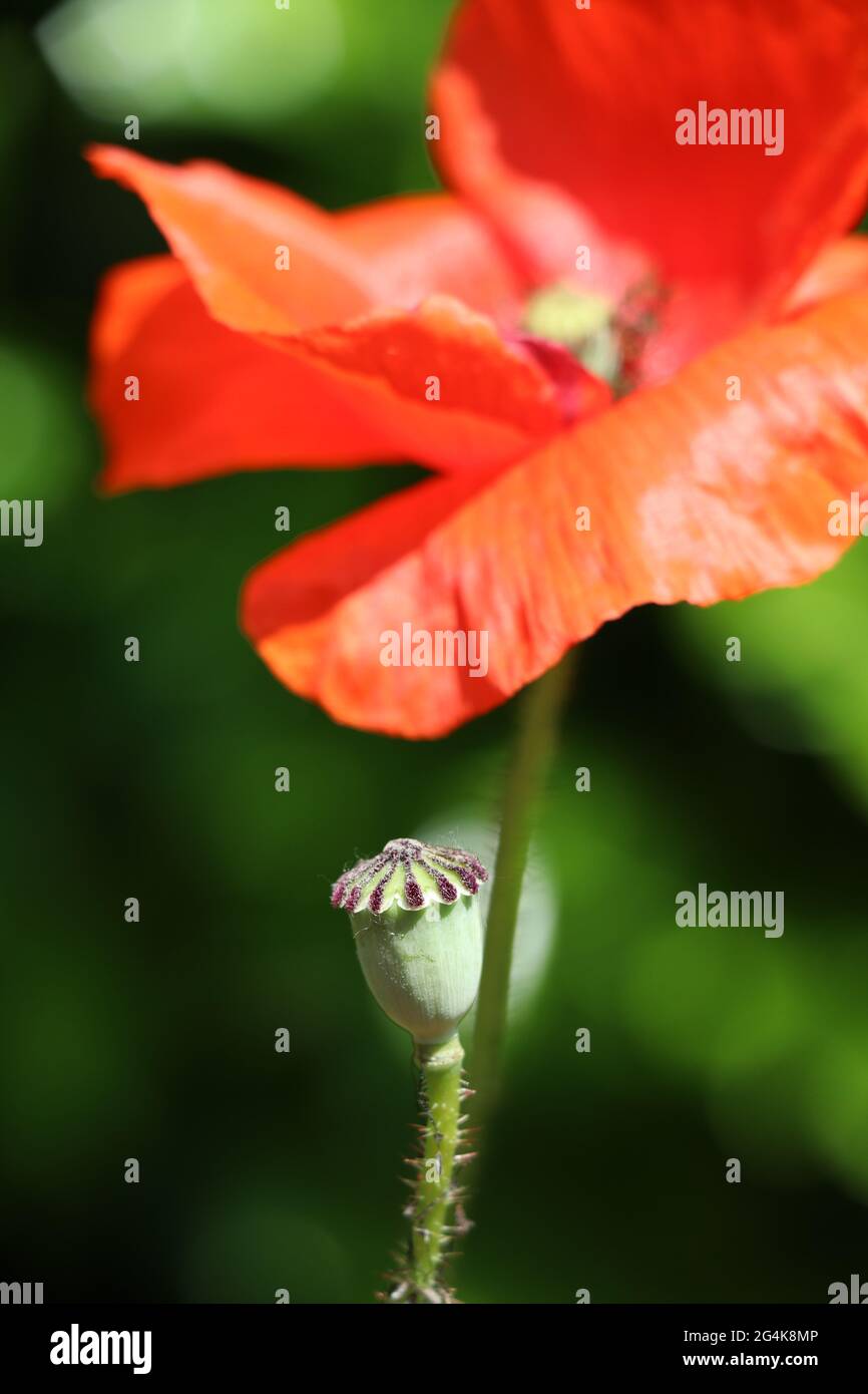 Leuchtend rote Mohnblume mit grünem Bokeh-Hintergrund Stockfoto