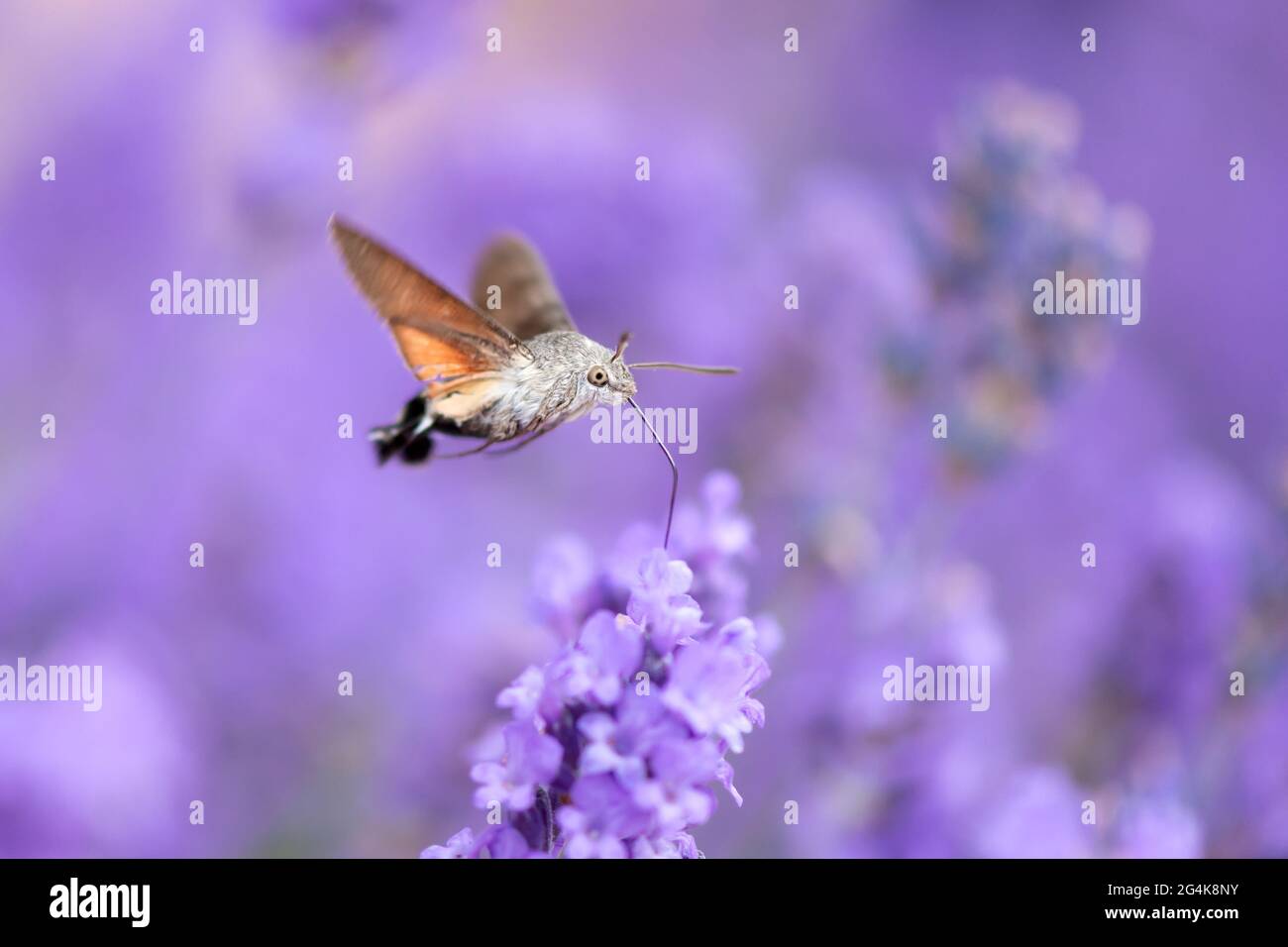 Die Kolibri-Falkenmotte (Macroglossum stellatarum) ist eine Art von Falkenmotte, die in den gemäßigten Regionen Eurasiens gefunden wird. Die Art ist nach ihrer benannt Stockfoto