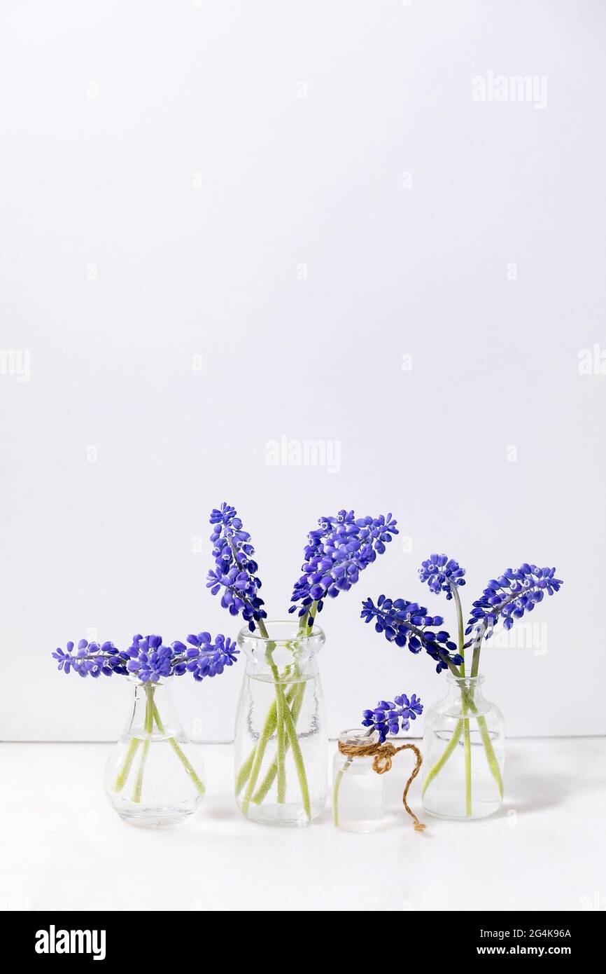 Zarte blaue Muscari-Blüten in Glaskrügen mit Wasser in Reihe über weißem Marmortisch mit weißem Hintergrund. Speicherplatz kopieren. Stillleben Stockfoto