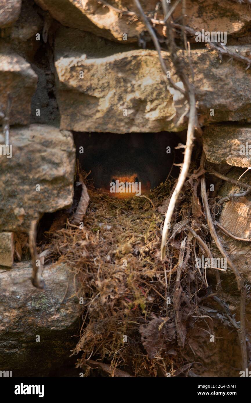 Europäischer Rotkehlchen auf dem Nest Stockfoto
