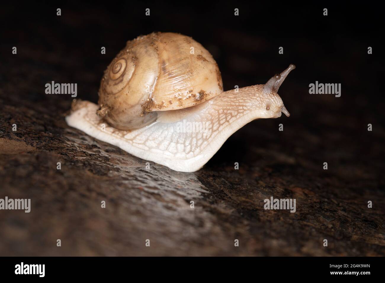Burgunder Schnecke, Helix pomatia, Satara, Maharashtra, Indien Stockfoto