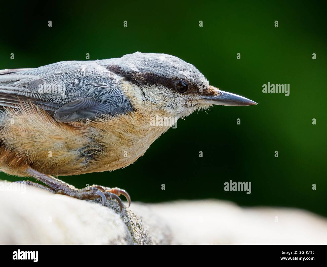 Nahaufnahme des Vogels Stockfoto
