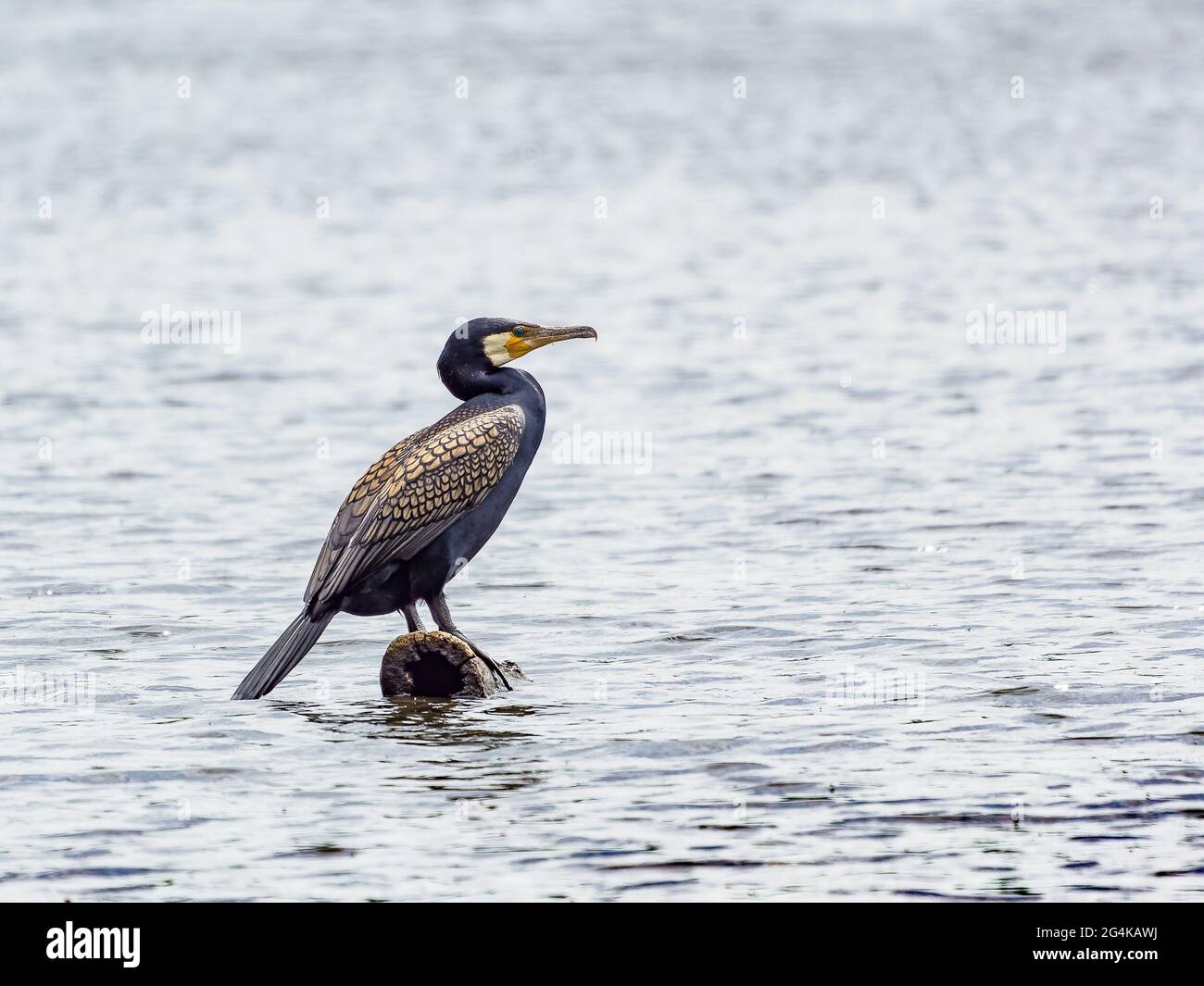 Kormoran auf einem Balken sitzend Stockfoto