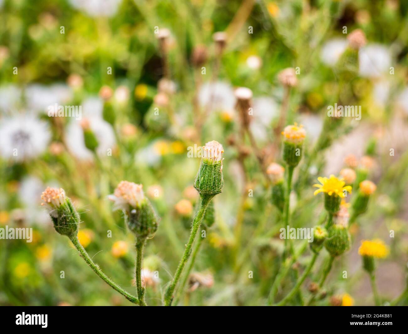 Glatter Hagebart (Crepis capillaris), geschlossene Blume, eingewickelt in ein zartes Spinnennetz Stockfoto