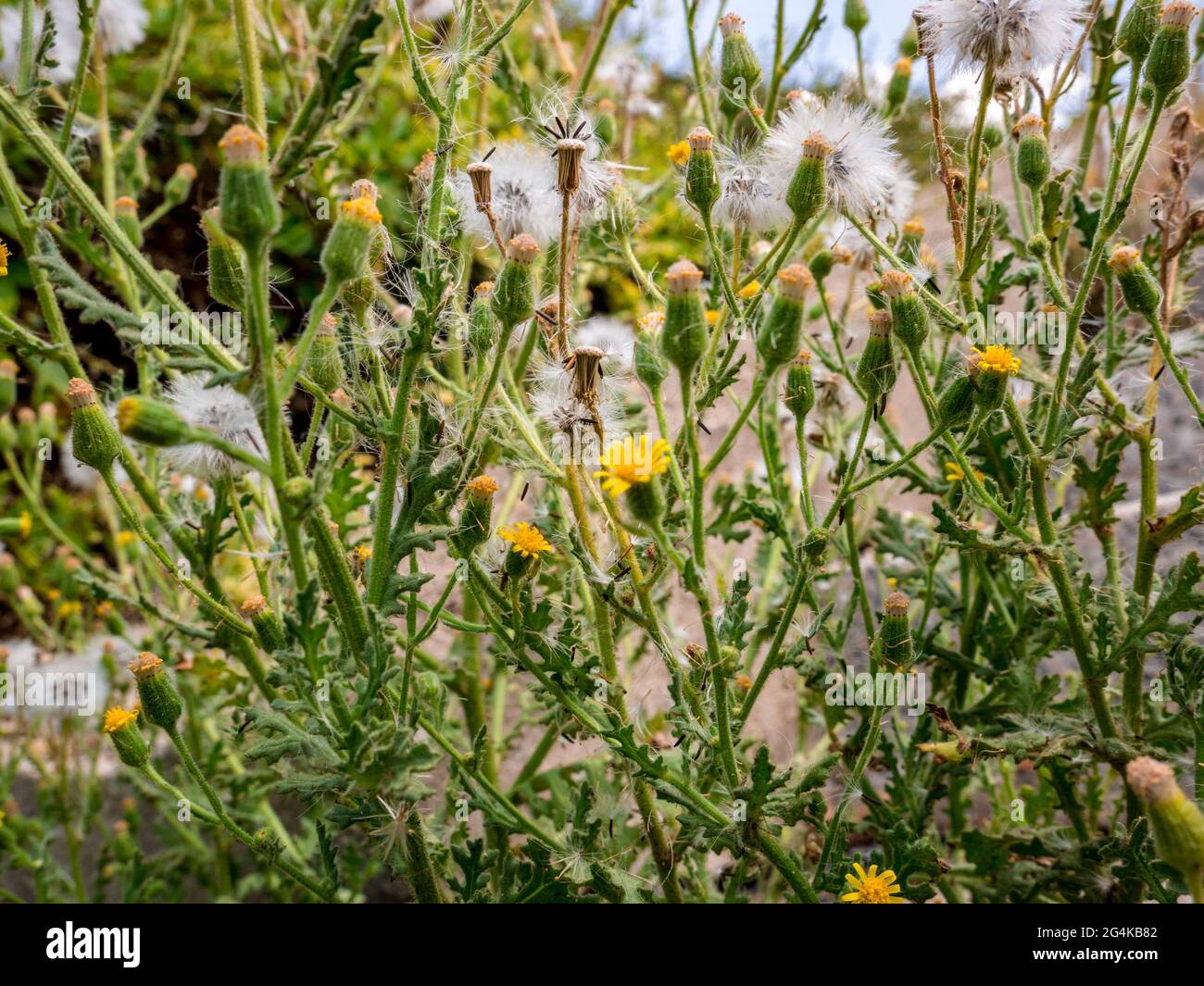 Glatter Hagebart (Crepis capillaris), bedeckt mit einem Flusen blühender Blüten Stockfoto