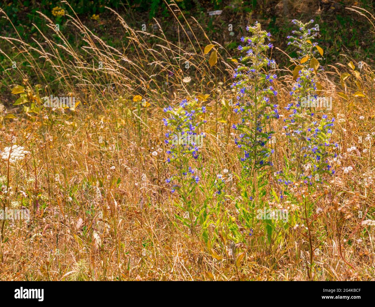 Viper's-bugloss - Echium vulgare - blüht auf einer Sommerwiese Stockfoto
