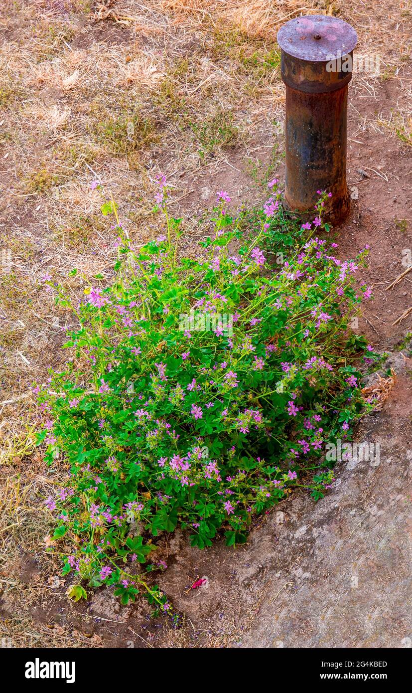 Käse/Malve (Malva sylvestris var. mauritiana) - blüht am Rand eines trockenen Rasens in der Nähe eines Belüftungsrohrs Stockfoto