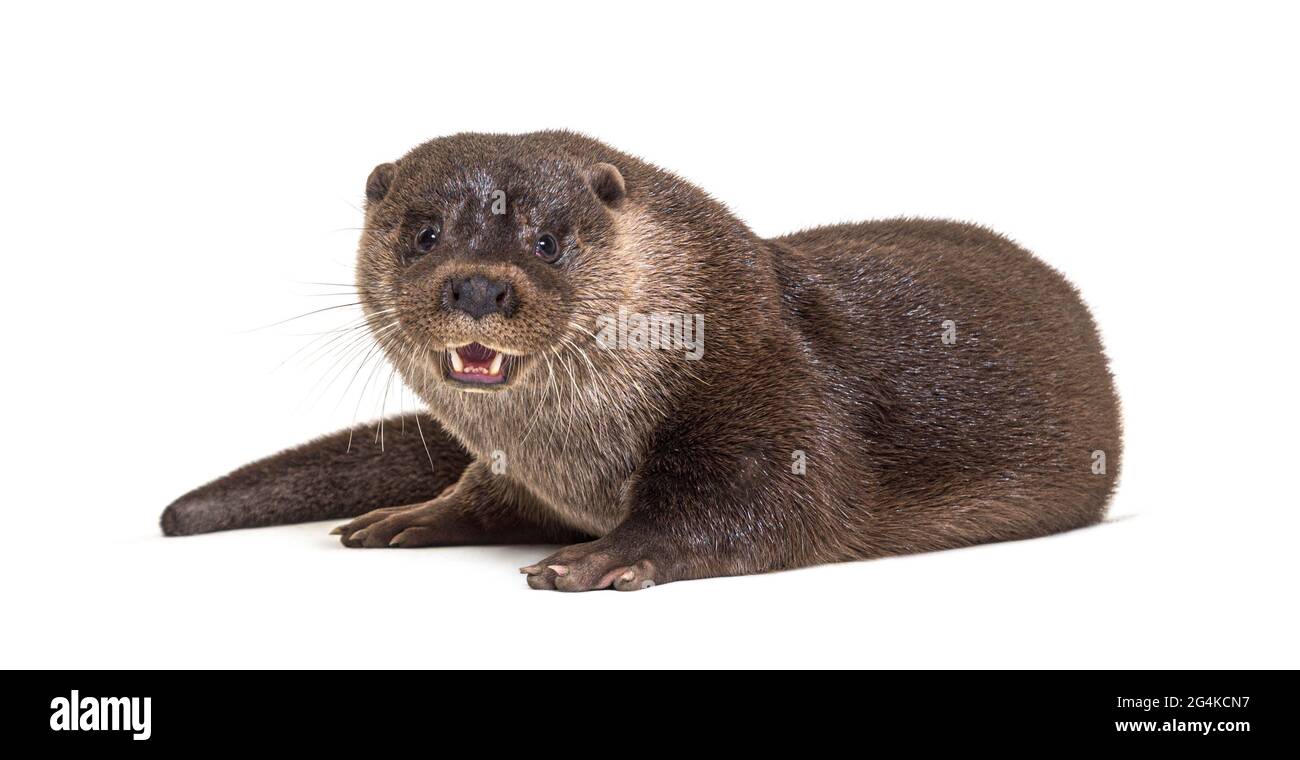 Erwachsener fischotter, isoliert auf Weiß Stockfoto