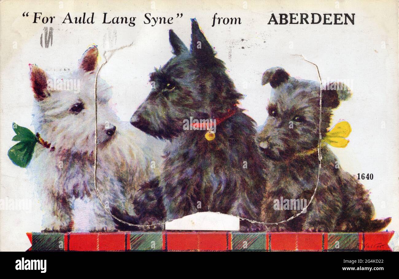 „for Auld lang Syne“ aus Aberdeen, 1933. Schottische Terrier. Stockfoto