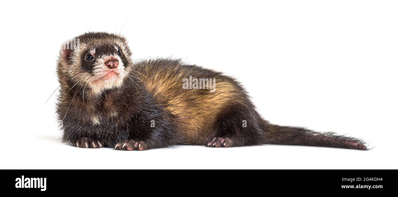 Europäischer Polecat schaut weg, isoliert, wildes Frettchen. Stockfoto