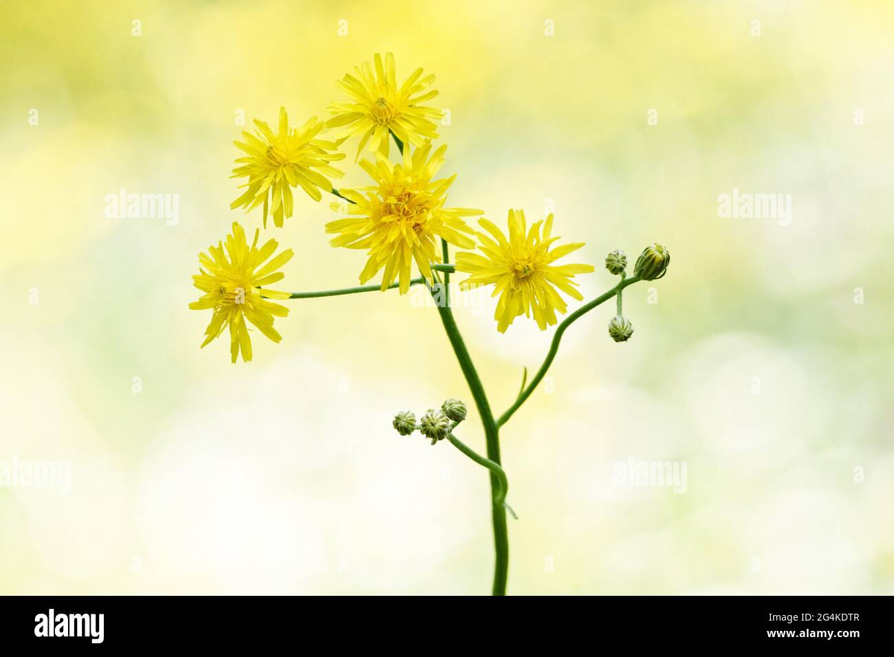 Crepis biennis, Zweig mit Knospen und Blüten aus rauem Hawksbart vor verschwommenem Hintergrund Stockfoto