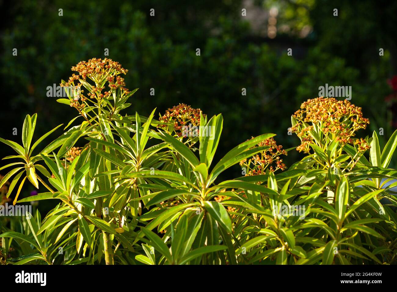 Der Honigspurge, die Eforbia mellifera, ist ein hübscher, halbimmergrüner Strauch mit seinen honigduftenden Sommerblumen, die bei Bienen beliebt sind. Stockfoto