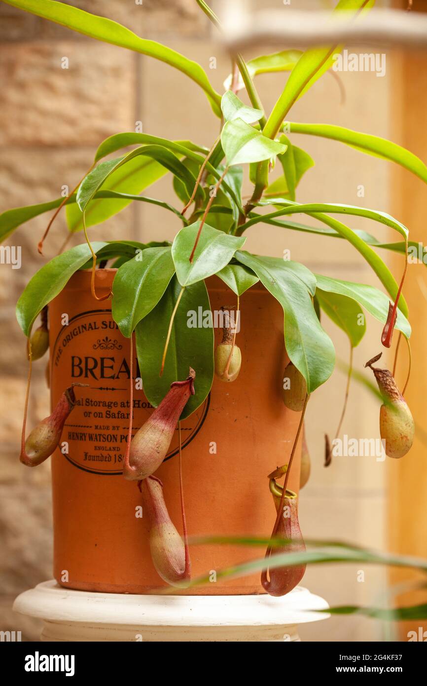 Tropical Pitcher Plant (fleischfressende Pflanze) in einem schottischen Zuhause Stockfoto