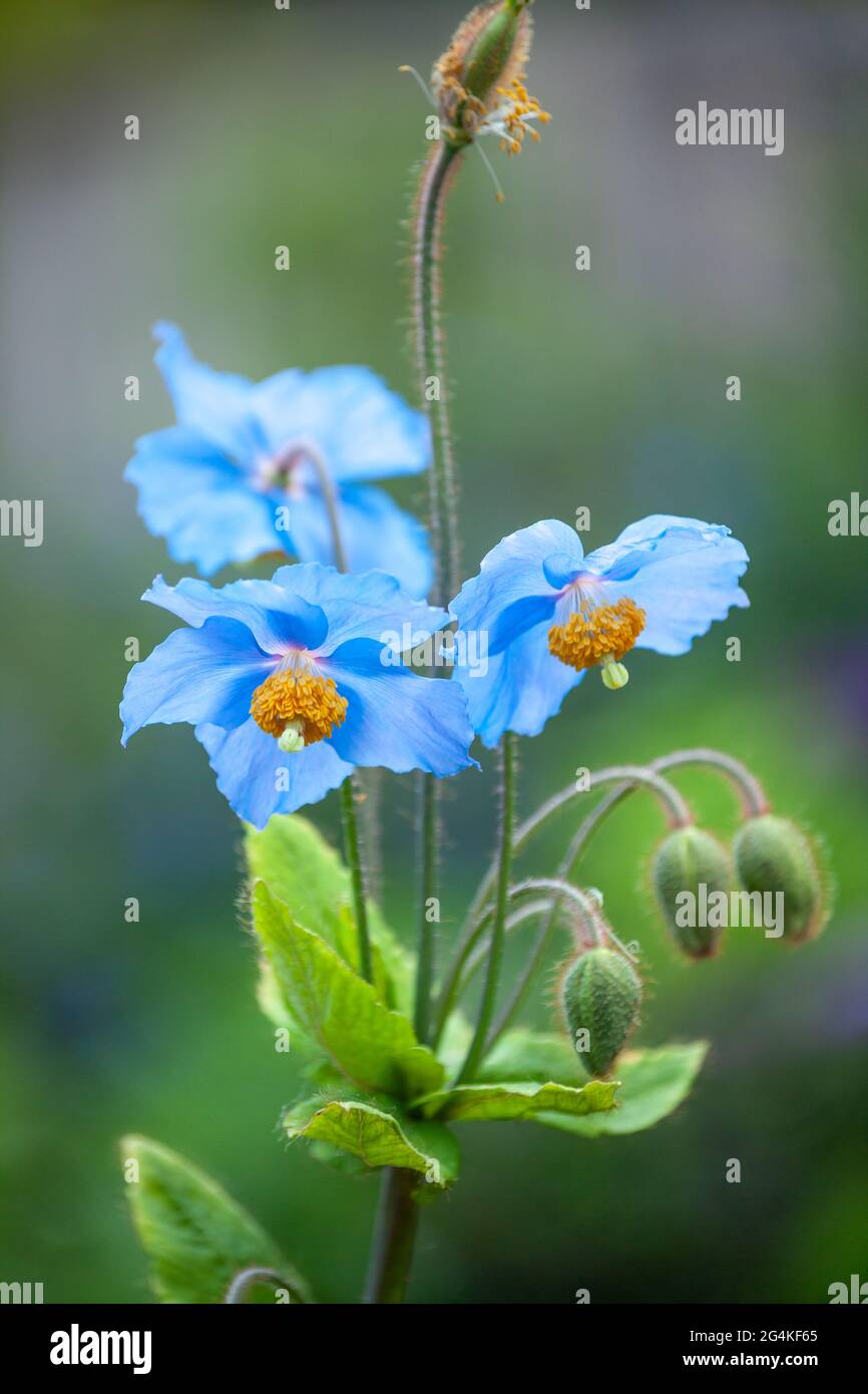 Meconopsis der blaue Mohn Stockfoto