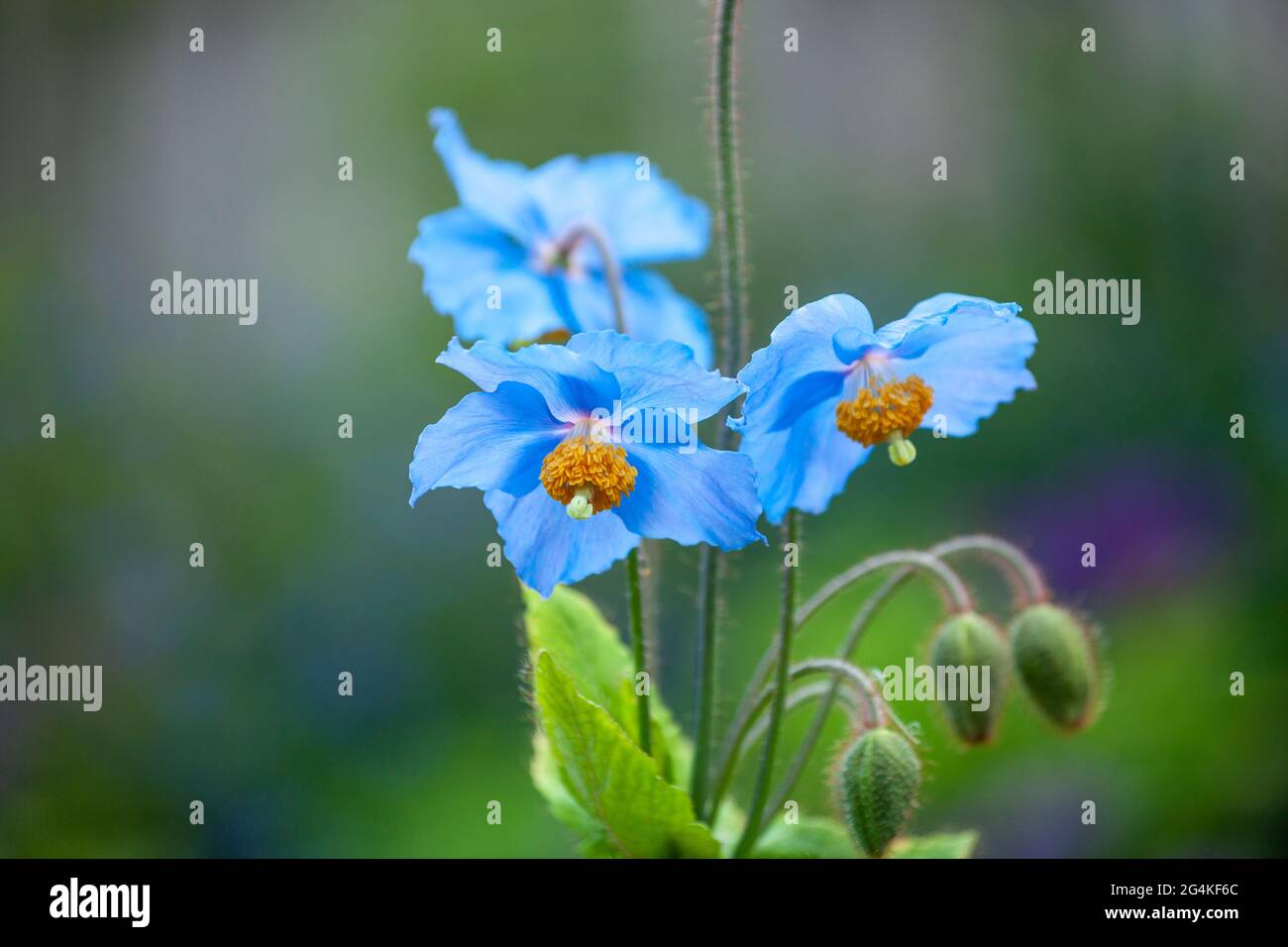 Meconopsis der blaue Mohn Stockfoto