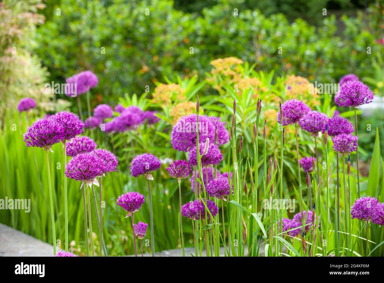 Allium wächst in einem heimischen Garten in Schottland Stockfoto