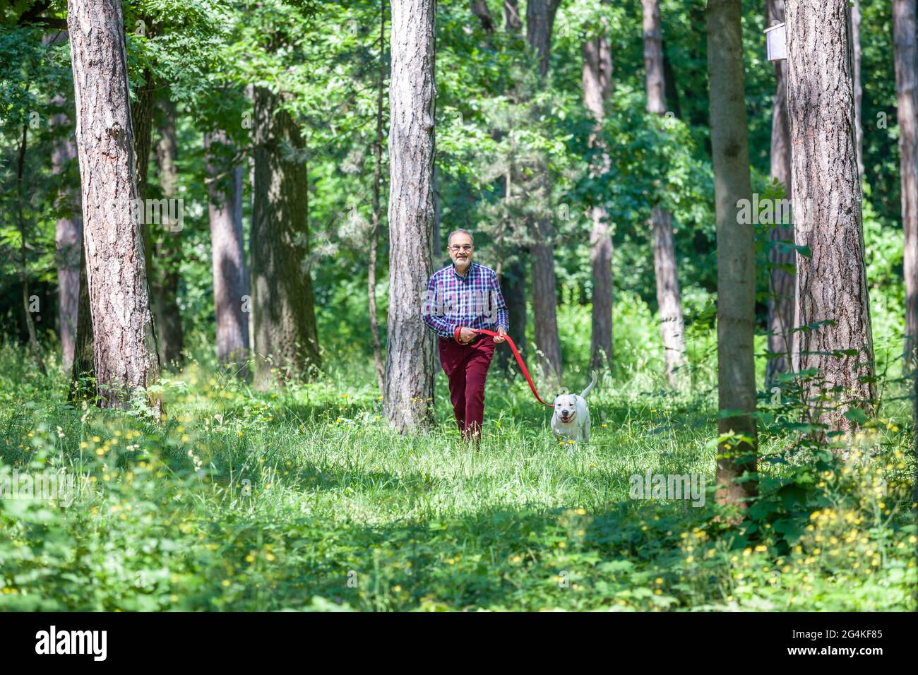 Im Frühjahr oder Sommer läuft ein älterer, zwangloser jüdischer Mann in den Siebzigern einen weißen Pitbull-Terrier in den Parkwäldern. Stockfoto