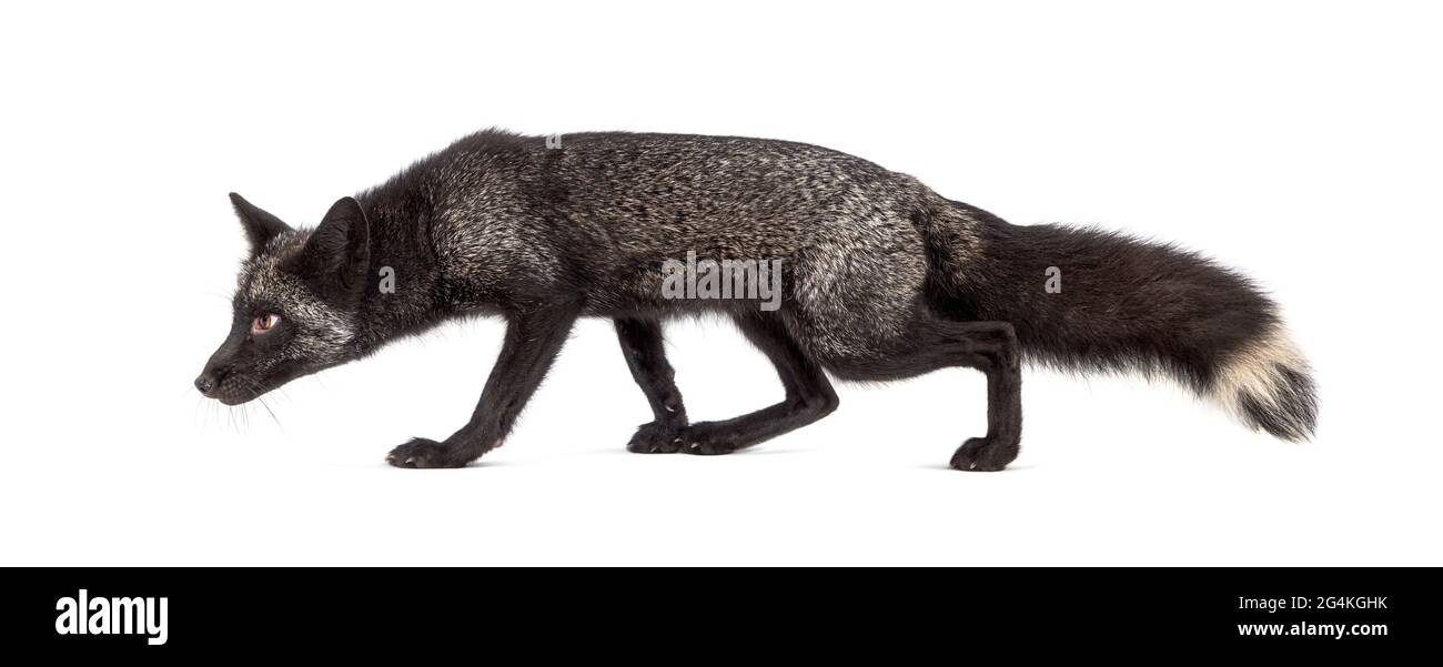 Seitenansicht eines Silvers Fox, der abgelegen davonläuft Stockfoto