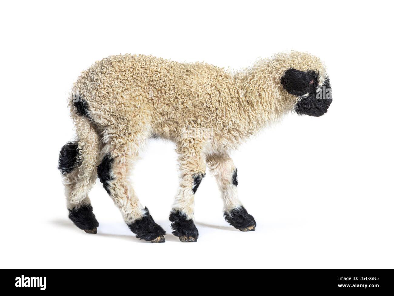 Seitenansicht, Lamb Walking, isoliert auf weiß Stockfoto