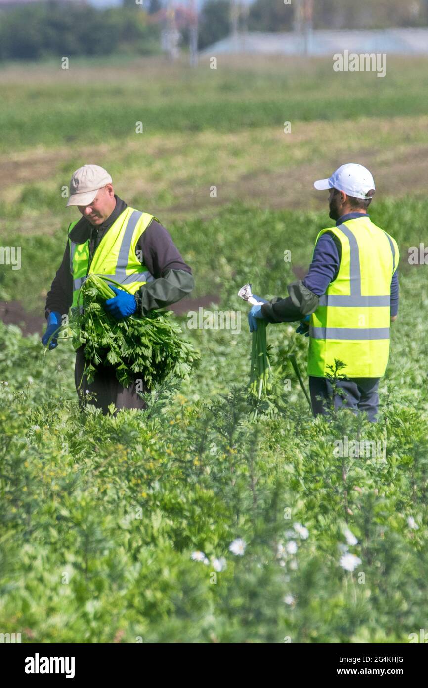Tarleton, Lancashire. Großbritannien Wetter 22. Juni 2021; Wanderarbeiter aus der Ukraine beginnen am frühen Morgen mit der Ernte von Sellerie, da die Nachfrage nach Salatpflanzen im Supermarkt aufgrund des anhaltenden heißen Wetters steigt. Ukrainische Migranten sind eine riesige Quelle von Arbeitskräften in ganz Europa und stellen die größte Gruppe von Wanderarbeitern auf dem Kontinent dar. Die Arbeitsmigranten der Ukraine, von denen viele über Rekrutierungsfirmen nach Arbeit suchen, arbeiten in erster Linie in Niedriglohnarbeitsplätzen auf Farmen, die Obst und Produkte pflücken. Kredit MWI/AlamyLiveNews Stockfoto