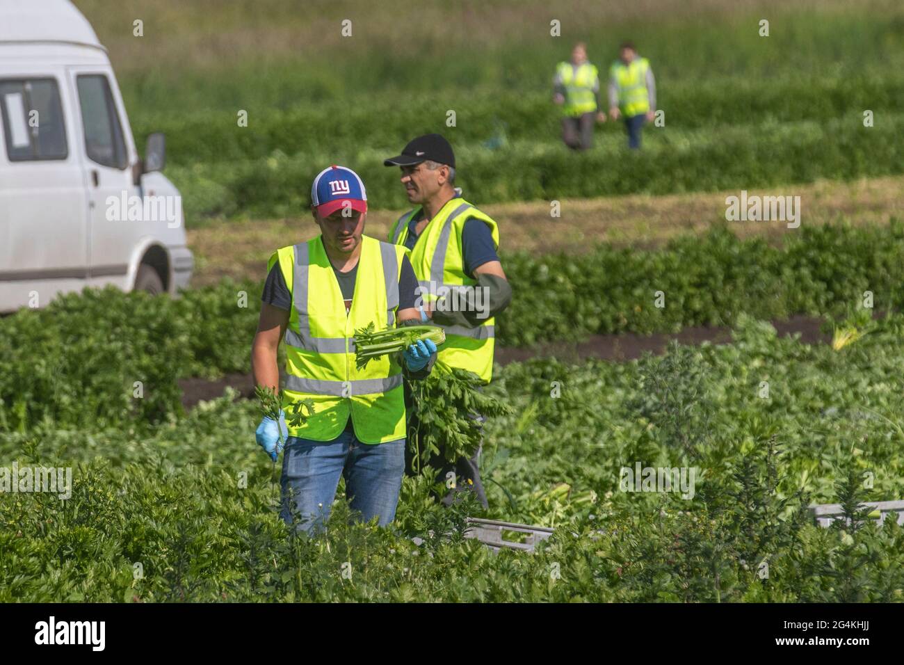 Tarleton, Lancashire. 22. Juni 2021; Wanderarbeitnehmer aus der Ukraine beginnen frühmorgens mit der Ernte von Sellerie, da die Nachfrage nach Salatfrüchten im Supermarkt aufgrund des anhaltend heißen Wetters stark ansteigt. Ukrainische Wanderarbeitnehmer sind eine enorme Quelle von Arbeitskräften in ganz Europa und stellen die größte Gruppe von Wanderarbeitnehmern auf dem Kontinent dar. Die Wanderarbeitnehmer der Ukraine, von denen viele über die Einstellung von Unternehmen nach Arbeit suchen, arbeiten in erster Linie in Niedriglohnarbeitsplätzen in landwirtschaftlichen Betrieben, die Obst und Gemüse ernten. Stockfoto