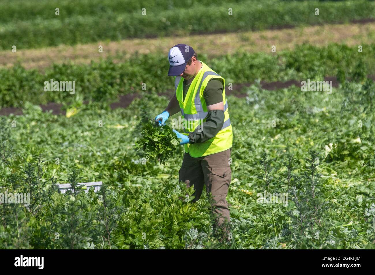 Tarleton, Lancashire. Großbritannien Wetter 22. Juni 2021; Wanderarbeiter aus der Ukraine beginnen am frühen Morgen mit der Ernte von Sellerie, da die Nachfrage nach Salatpflanzen im Supermarkt aufgrund des anhaltenden heißen Wetters steigt. Ukrainische Migranten sind eine riesige Quelle von Arbeitskräften in ganz Europa und stellen die größte Gruppe von Wanderarbeitern auf dem Kontinent dar. Die Arbeitsmigranten der Ukraine, von denen viele über Rekrutierungsfirmen nach Arbeit suchen, arbeiten in erster Linie in Niedriglohnarbeitsplätzen auf Farmen, die Obst und Produkte pflücken. Kredit MWI/AlamyLiveNews Stockfoto