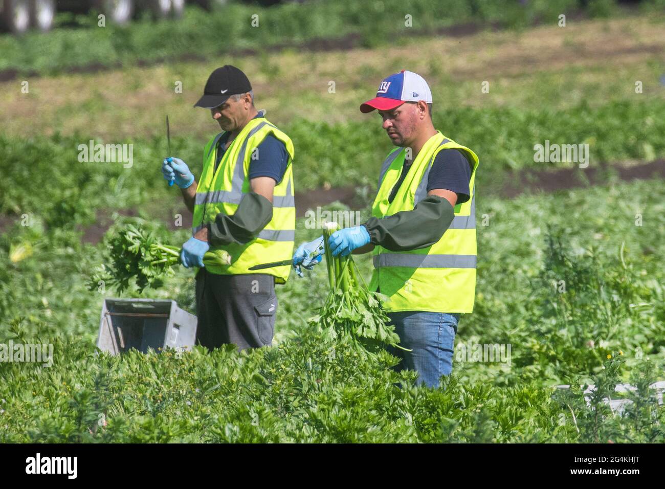 Tarleton, Lancashire. Großbritannien Wetter 22. Juni 2021; Wanderarbeiter aus der Ukraine beginnen am frühen Morgen mit der Ernte von Sellerie, da die Nachfrage nach Salatpflanzen im Supermarkt aufgrund des anhaltenden heißen Wetters steigt. Ukrainische Migranten sind eine riesige Quelle von Arbeitskräften in ganz Europa und stellen die größte Gruppe von Wanderarbeitern auf dem Kontinent dar. Die Arbeitsmigranten der Ukraine, von denen viele über Rekrutierungsfirmen nach Arbeit suchen, arbeiten in erster Linie in Niedriglohnarbeitsplätzen auf Farmen, die Obst und Produkte pflücken. Kredit MWI/AlamyLiveNews Stockfoto