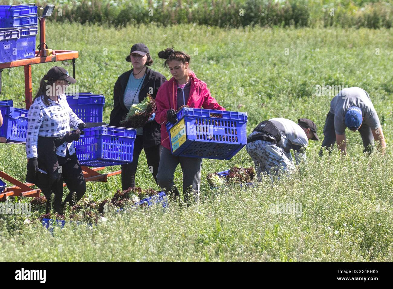 Tarleton, Lancashire. Wetter in Großbritannien 22. Juni 2021; Wanderarbeiter aus der Ukraine beginnen am frühen Morgen mit der Ernte von rotem Salat, da die Nachfrage nach Salatpflanzen im Supermarkt aufgrund des anhaltenden heißen Wetters steigt. Ukrainische Migranten sind eine riesige Quelle von Arbeitskräften in ganz Europa und stellen die größte Gruppe von Wanderarbeitern auf dem Kontinent dar. Die Arbeitsmigranten der Ukraine, von denen viele über Rekrutierungsfirmen nach Arbeit suchen, arbeiten in erster Linie in Niedriglohnarbeitsplätzen auf Farmen, die Obst und Produkte pflücken. Kredit MWI/AlamyLiveNews Stockfoto