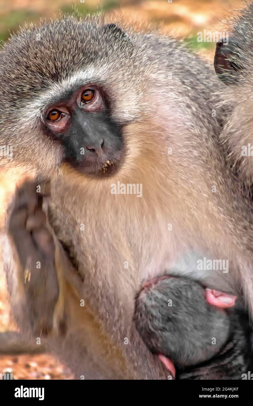 Vervet Monkey, Cercopithecus aethiops, Kruger National Park, Südafrika, Afrika Stockfoto