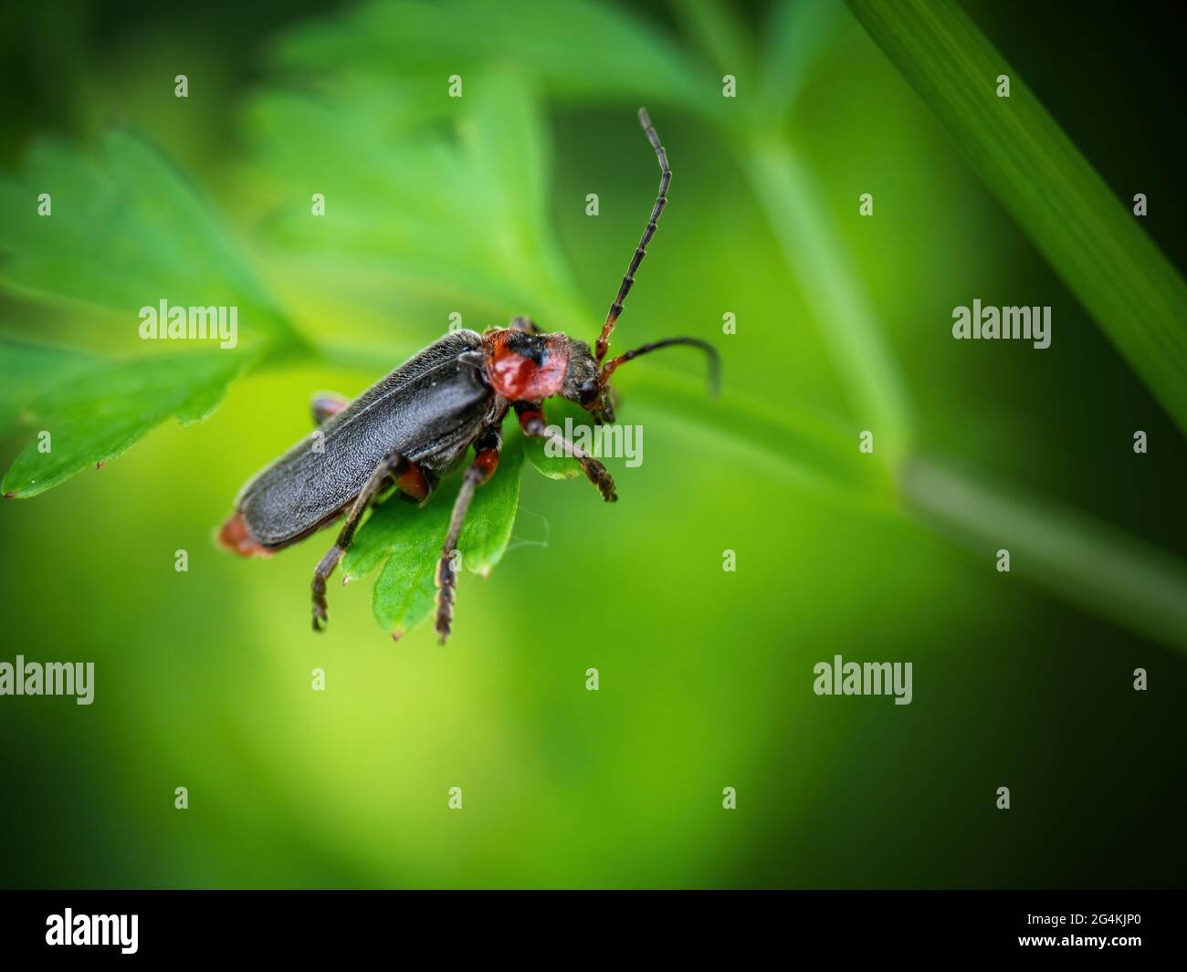 Soldatenkäfer alias Cantharis rustica auf entkokettenem grünem Habitathintergrund. Stockfoto