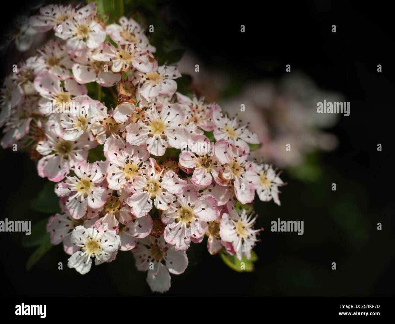 Verblassende rosa weiße Blüte auf Baum in Sonnenschein, dunkler Hintergrund mit Copyspace. Wunderschön. Stockfoto