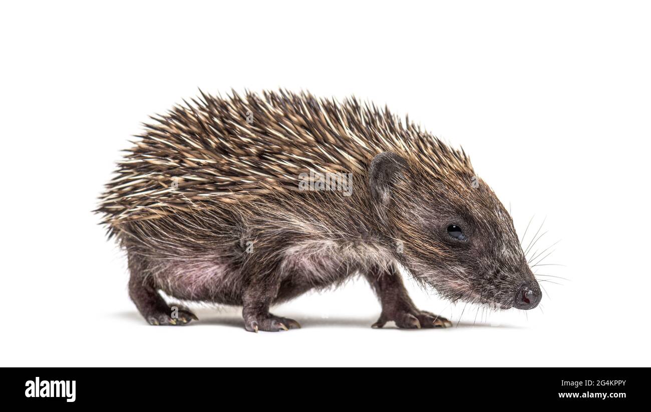 Junger europäischer Igel, isoliert auf Weiß Stockfoto