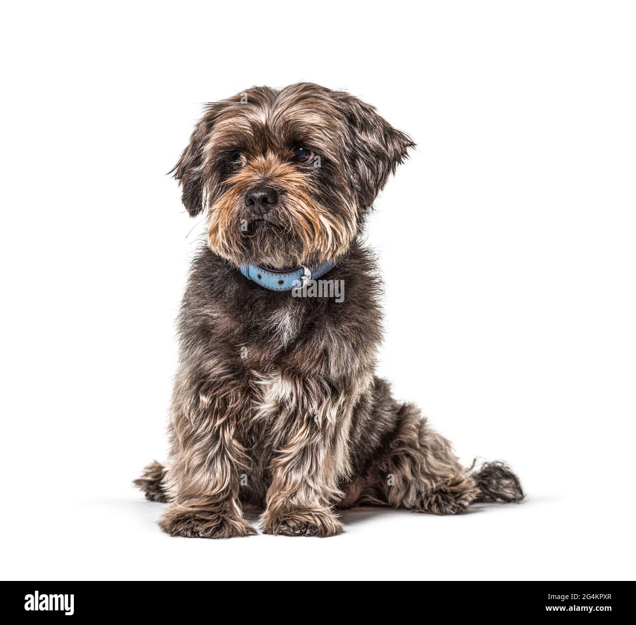 Besorgt scruffy Mischlingshund trägt ein blaues Halsband, isoliert Stockfoto
