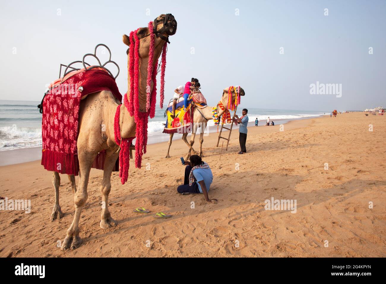 Lokale Besitzer warten darauf, dass Touristen mit ihren Haustierkamelen am Puri-Strand fahren, der bei Touristen im Osten Indiens am beliebtesten ist. Stockfoto