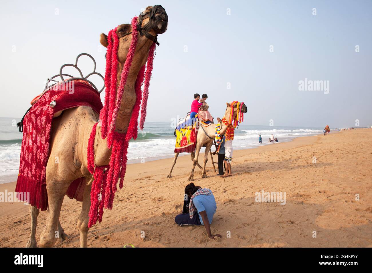 Lokale Besitzer warten darauf, dass Touristen mit ihren Haustierkamelen am Puri-Strand fahren, der bei Touristen im Osten Indiens am beliebtesten ist. Stockfoto