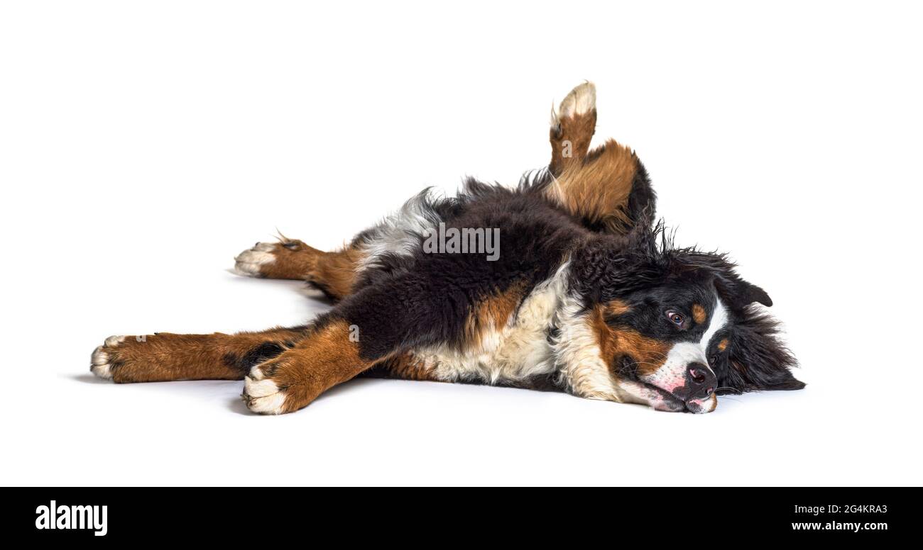 Verrückter berner Monutain Hund, der auf dem Rücken liegt, isoliert Stockfoto
