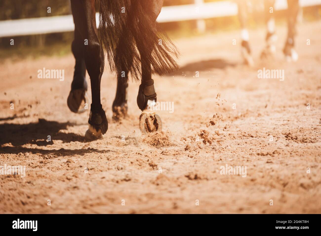 Ein dunkles Lorbeerpferd galoppiert durch die Außenarena, seine schurrenden Hufe betreten den Sand. Reitsport. Stockfoto