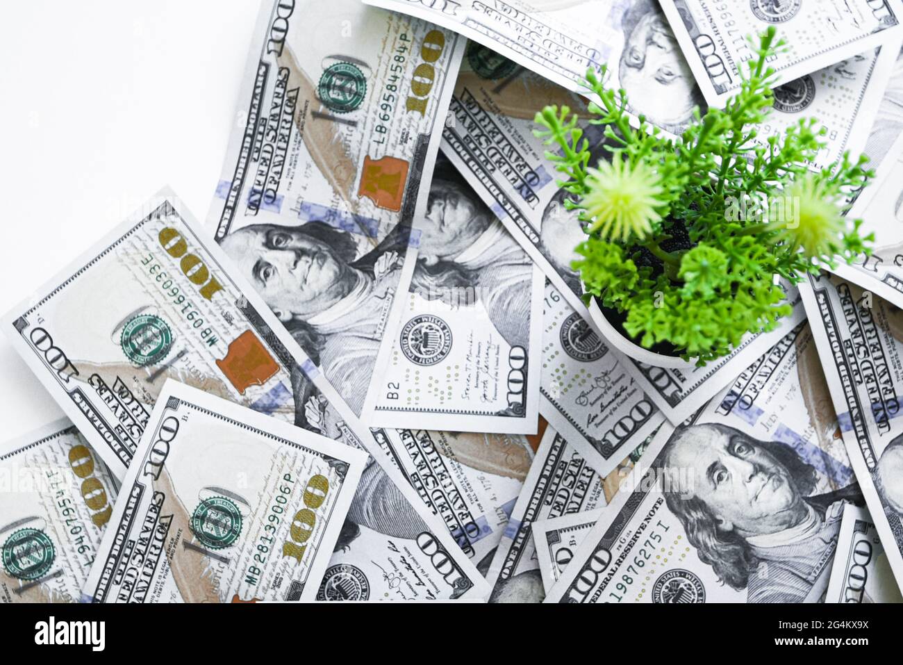 100 Dollar Scheine, die Blume wird sprießen. Künftige Inflation der US-Notenbank. Sorge. Stockfoto
