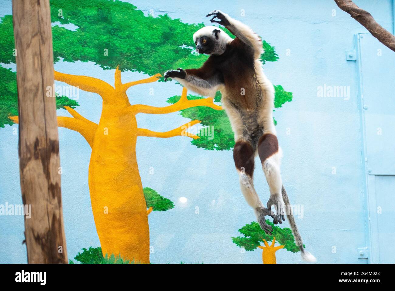 Köln, Deutschland. Juni 2021. Der Coquerel Sifaka 'Ziggy' springt im Zoo im Madagaskar-Haus von einem Baumstamm zum anderen. Die Coquerel sifakas 'Ziggy' und 'Justa', eine der seltensten Affenarten der Welt, sind nun erstmals in Europa im Madagaskar-Haus des Kölner Zoos zu sehen. Quelle: Jonas Güttler/dpa/Alamy Live News Stockfoto