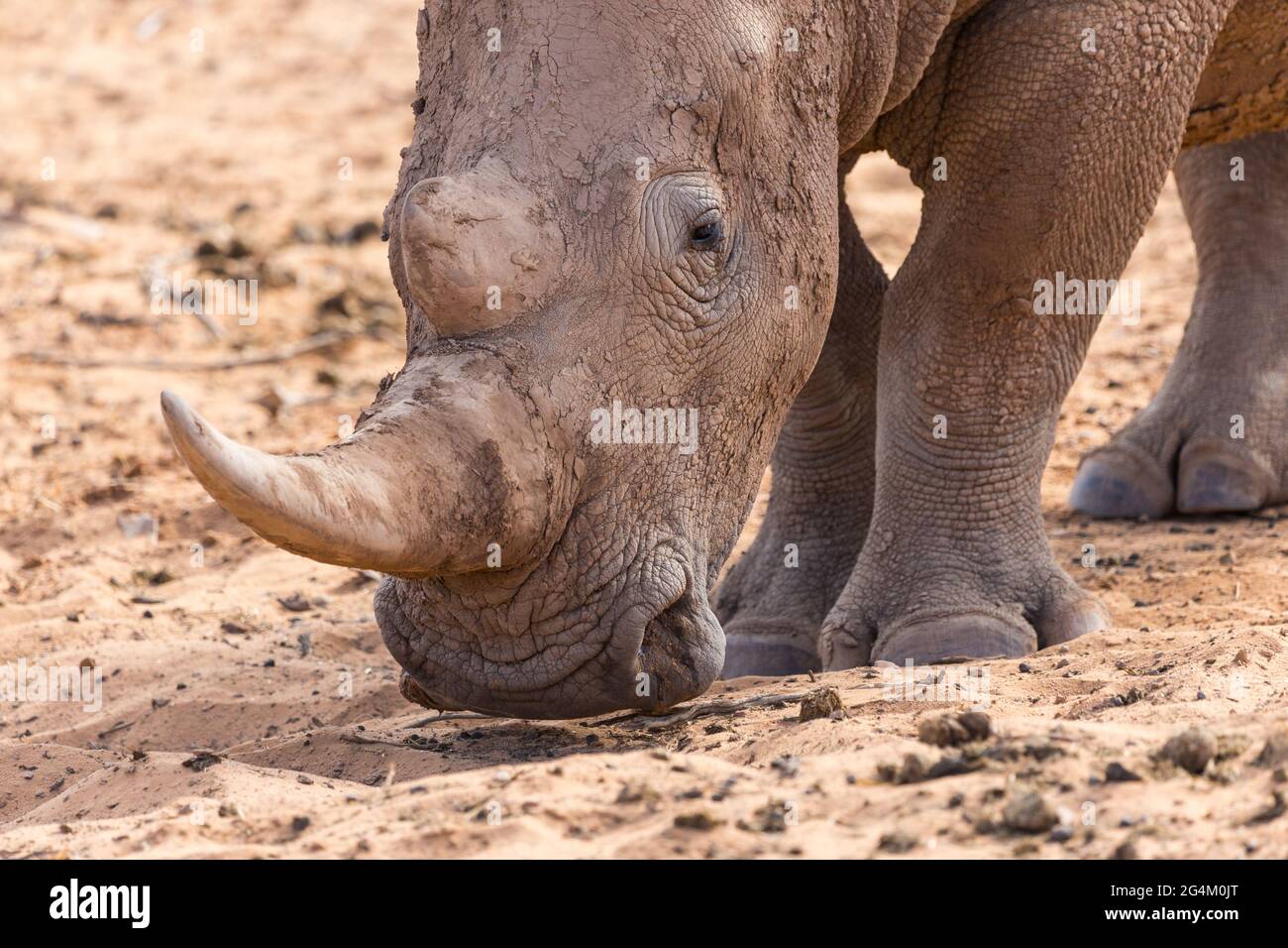 Weißes Nashorn mit Hörnern aus der Nähe riecht den Sand in der Wildnis Südafrikas Konzept bedrohte Tierwelt und Tierschutz Stockfoto