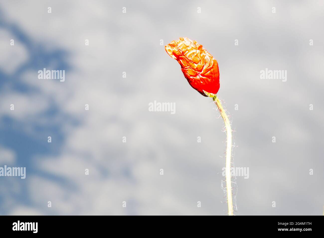 Der Mohn blüht und breitet sich vor dem Hintergrund der Wolken bis in den Himmel aus. Eine wilde Blume blüht auf dem Feld. Stockfoto