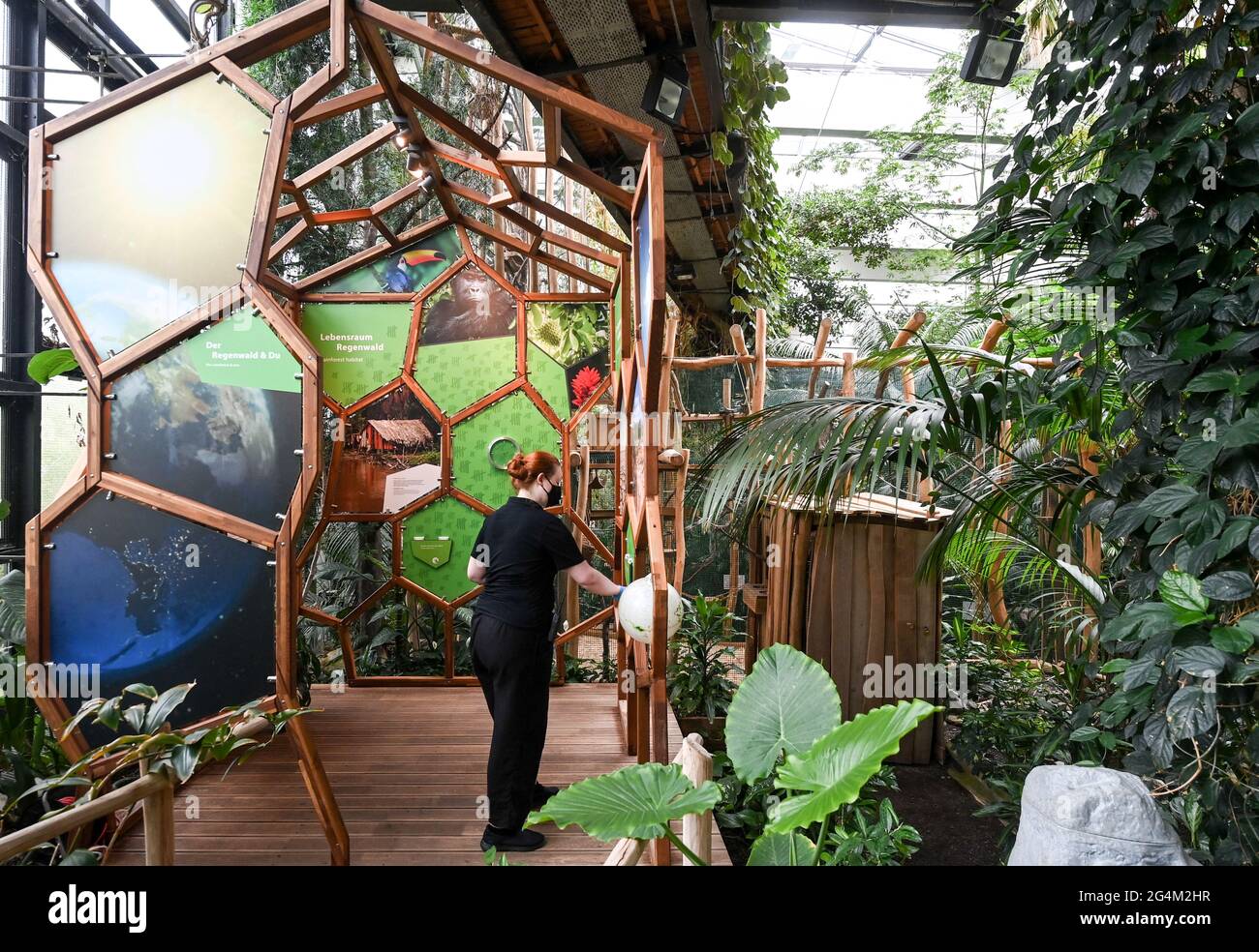 Potsdam, Deutschland. Juni 2021. Die Biosphäre Potsdam ist wieder für  Besucher geöffnet. Tickets können online gebucht werden. Der Eintritt ist  nur mit online im Voraus gebuchtem Ticket möglich. In der  Dschungellandschaft der