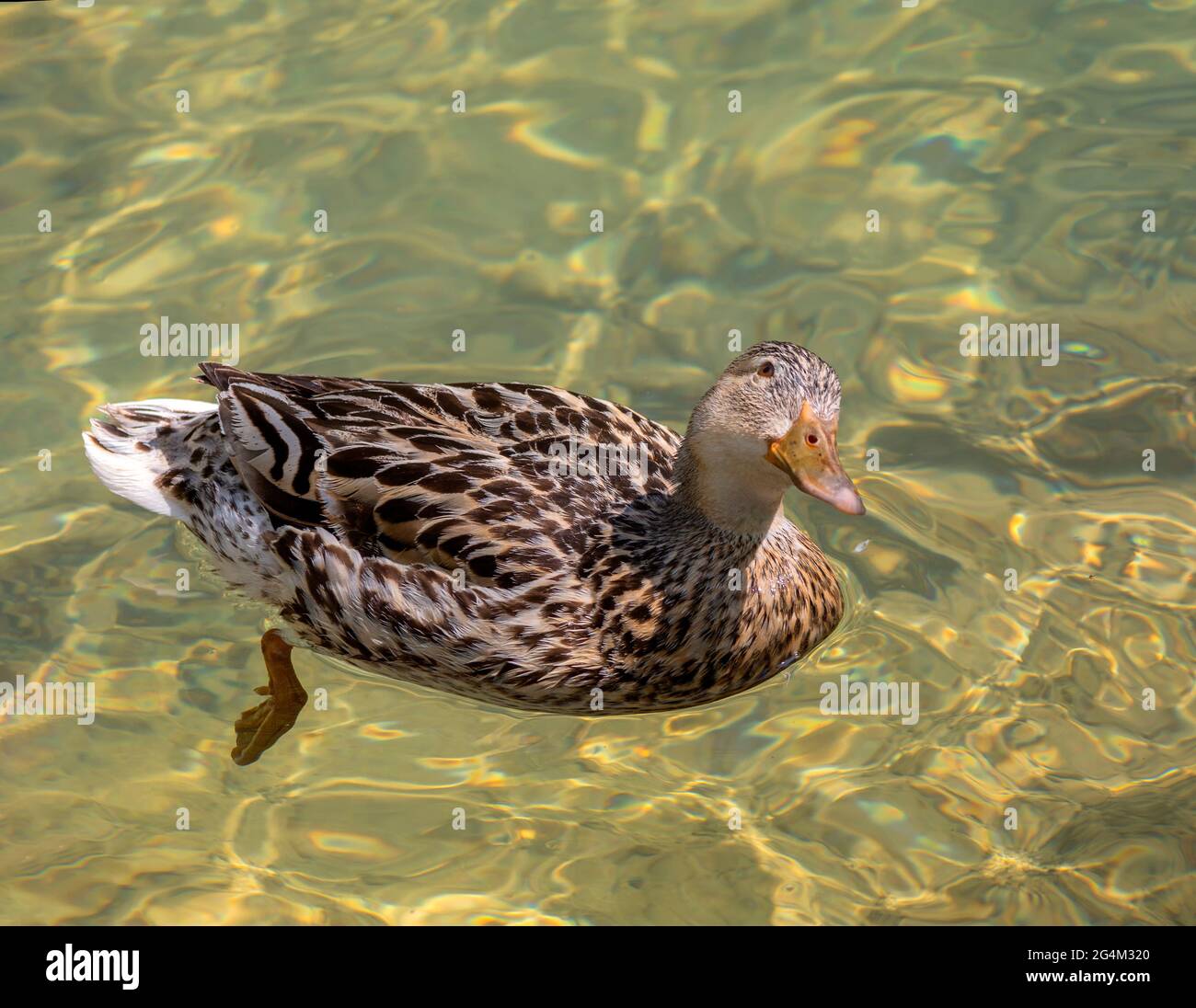 Weibliche Mallard in transparentem Wasser. Stockfoto