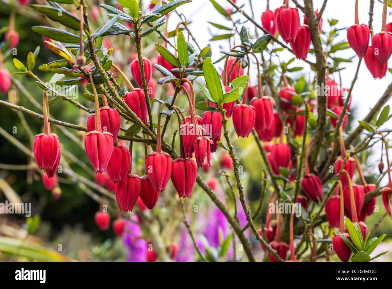 Laternenförmige, purpurrote Blüten des chilenischen Laternenbaums Crinodendron hookerianum, der in einem englischen Garten wächst. Stockfoto