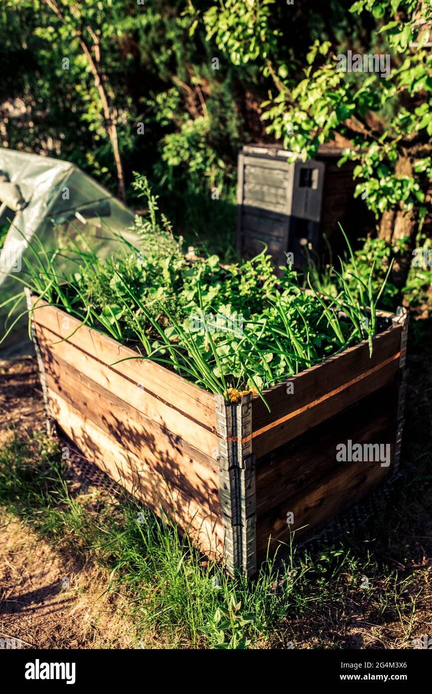 Selbst gemachte Hochbetten mit Palettenkragen in einem parmakulturellem Garten Stockfoto