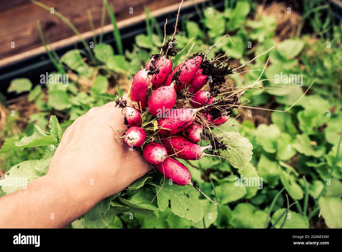 Lecker Öko Rettich aus eigenem Garten. Permakultur Stockfoto