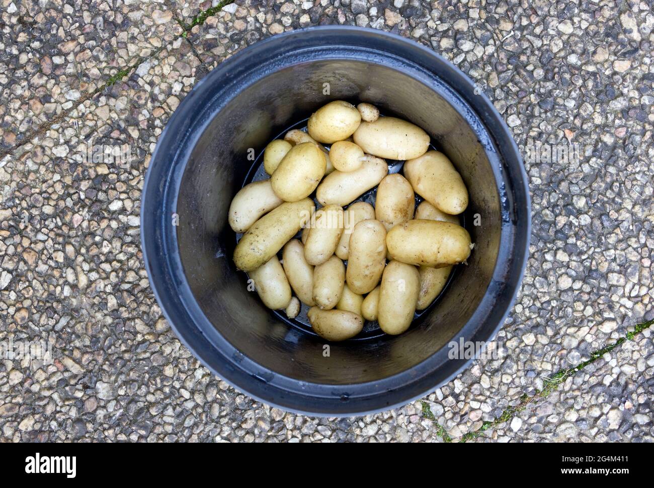 Neue Kartoffeln frisch gegraben Stockfoto