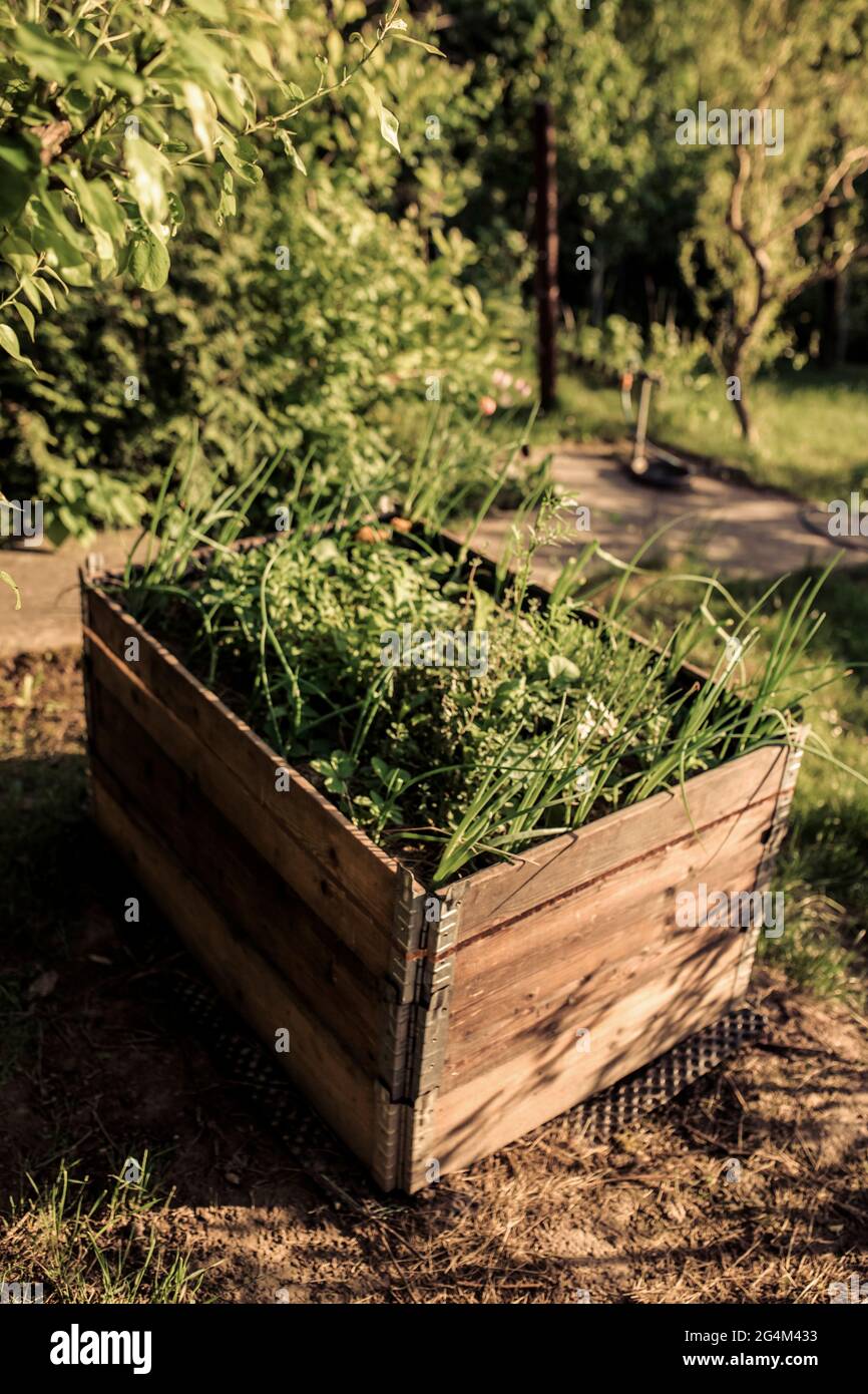 Selbst gemachte Hochbetten mit Palettenkragen in einem parmakulturellem Garten Stockfoto