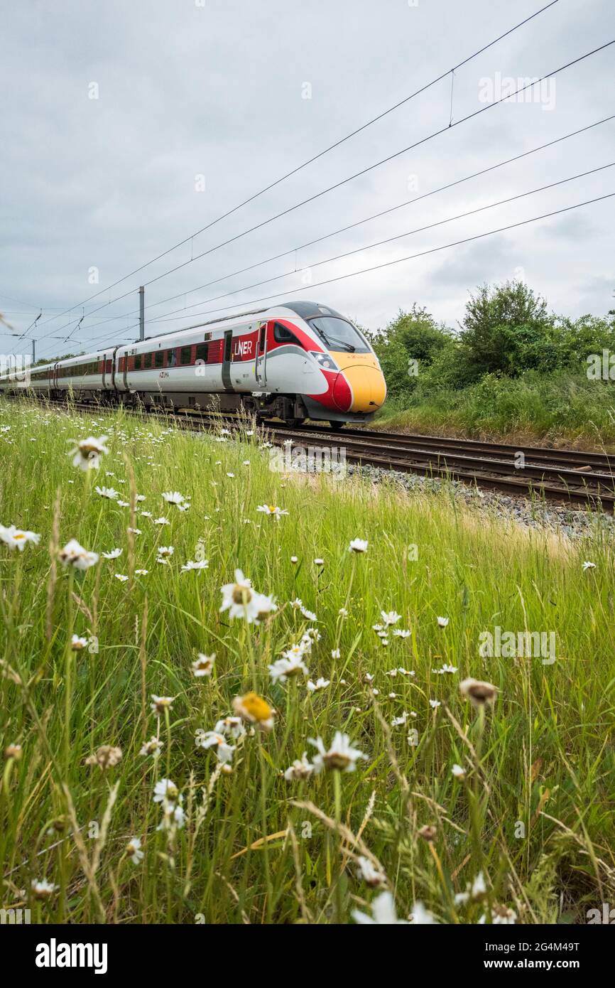 Der neue elektrische LNER Azuma-Zug, der auf der East Coast Mainline, England, Großbritannien und exeye-Gänseblümchen eingesetzt wird. Stockfoto