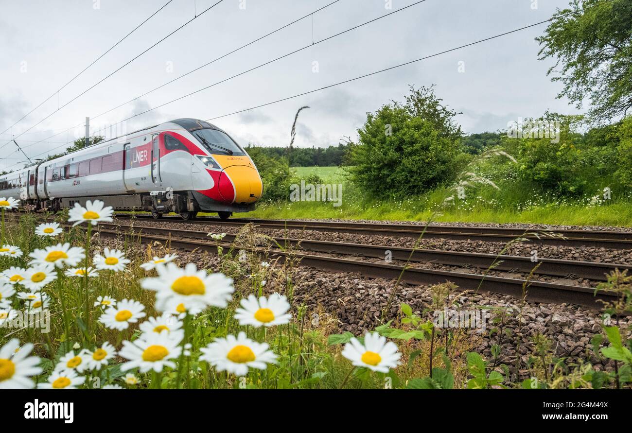 Der neue elektrische LNER Azuma-Zug, der auf der East Coast Mainline, England, Großbritannien und exeye-Gänseblümchen eingesetzt wird. Stockfoto